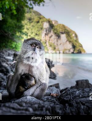 Monkey à la plage de Yong Kasem, connue sous le nom de Monkey Beach, Phi Phi Don Island, Thaïlande, Asie du Sud-est, Asie Banque D'Images