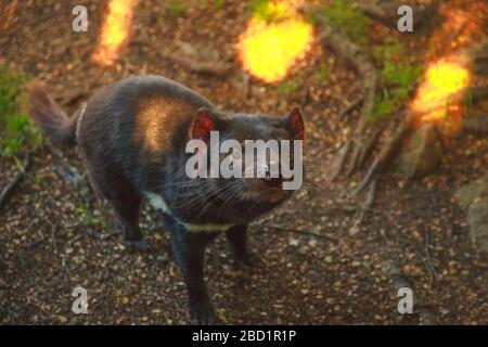 Diable de Tasmanie (Sarcophilus harrisii) debout, Trowunna Wildlife Sanctuary, Tasmanie, Australie, Pacifique Banque D'Images