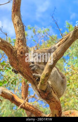 Ours en koala adulte avec des ongles tranchants sur le tronc d'eucalyptus le long de la promenade en koala à Phillip Island, Koala conservation Center, Victoria, Australie, Pacifique Banque D'Images