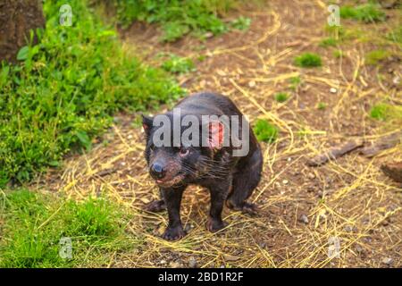 Vue de face du diable de Tasmanie (Sarcophilus harrisii), debout sur le tronc, Trowunna Wildlife Sanctuary, Tasmanie, Australie, Pacifique Banque D'Images