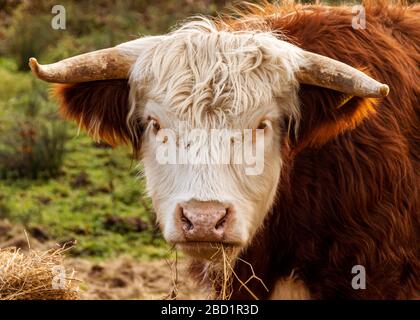 Une vache curieuse s'arrête de pacage pour regarder dans la caméra Banque D'Images