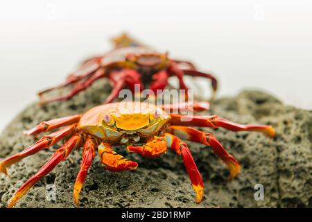 Une ligne de crabes Fiddler sur une plage rocheuse, l'île Isabela, Galapagos, Équateur, Amérique du Sud Banque D'Images