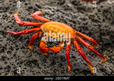 Fidler Crab sur une plage rocheuse, île Isabela, Galapagos, Équateur, Amérique du Sud Banque D'Images