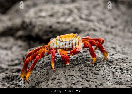 Fidler Crab sur une plage rocheuse, île Isabela, Galapagos, Équateur, Amérique du Sud Banque D'Images