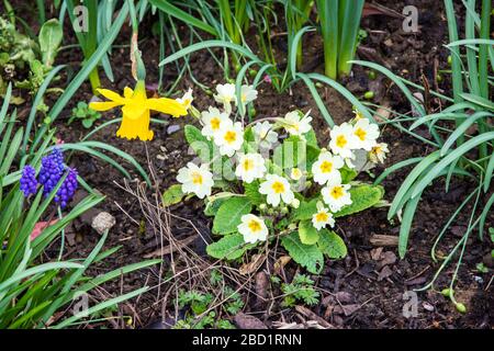 Une plante de primère cultivée Primula vulgaris avec des fleurs jaunes pâle entourées d'autres plantes de jardin Banque D'Images