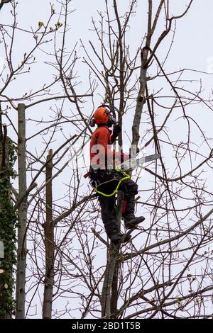 Un travailleur avec une tronçonneuse travaille sur un arbre pour enlever les branches mortes et endommagées en toute sécurité Banque D'Images