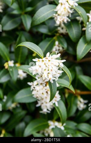 Les fleurs sur un buckwoodii Osmanthus, blanc contre les feuilles vert foncé. Banque D'Images