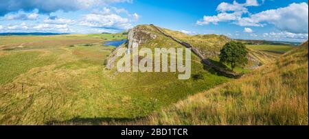 Sycamore Gap, mur d'Hadrien, site classé au patrimoine mondial de l'UNESCO, Henshaw, Hexham, Northumberland, Angleterre, Royaume-Uni, Europe Banque D'Images