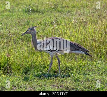 Kori Bustard (Ardeotis kori struthiunculus), réserve nationale Masai Mara, Kenya, Afrique de l'est Banque D'Images