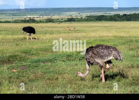 Ostrich commun (Struthio camelus). Autruche féminine avec un homme en arrière-plan, réserve nationale Masai Mara, Kenya, Afrique de l'est Banque D'Images