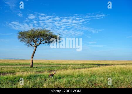 Gazelle de Thomson (Eudorcas thomsonii) dans un paysage africain, réserve nationale de Masai Mara, Kenya, Afrique de l'est Banque D'Images