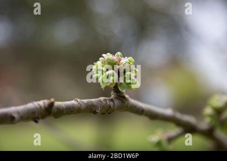 La fleur de cerisier est en pleine floraison dans le verger au printemps dans le verger de jardin anglais. Banque D'Images