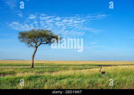 Gazelle de Thomson (Eudorcas thomsonii) dans un paysage africain, réserve nationale de Masai Mara, Kenya, Afrique de l'est Banque D'Images