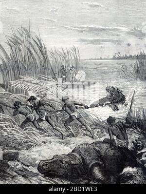 Hippo Hunt ou Hippotamus Hunt en Afrique. Vintage ou ancienne illustration ou gravure 1881 Banque D'Images