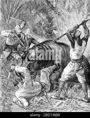 Hippo Hunt ou Hippopotamus Hunt Afrique. Vintage ou ancienne illustration ou gravure 1881 Banque D'Images