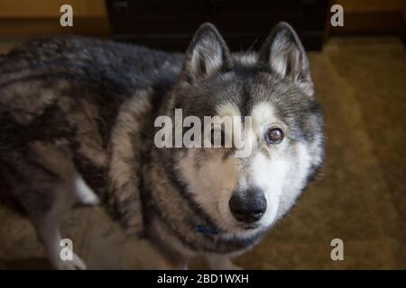 husky traverse malamute en regardant directement la caméra Banque D'Images