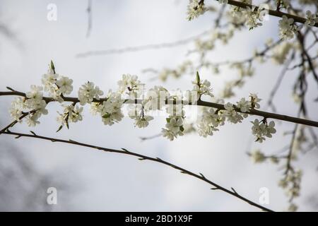 Arbre de fleurs gros plan, gros plan de fleurs blanches sur les branches d'arbres fruitiers, une journée ensoleillée au printemps en Angleterre Banque D'Images