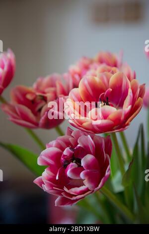 gros plan de tulipes dans un vase avec fond pâle de mise au point, fleurs roses et de tulipes de pêche dans un vase Banque D'Images