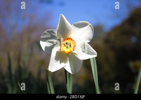 Un seul jonquille de Barrett Browning avec un fond flou dans les jardins du parc Langley, Loddon, Norfolk Banque D'Images