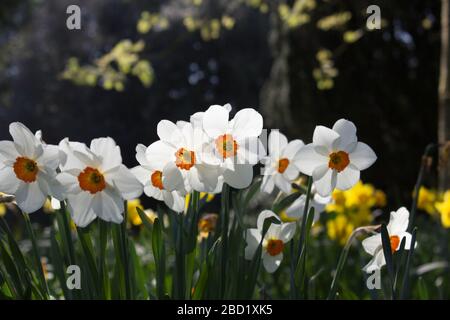 Un groupe de jonquilles de Browning Barrett sur un fond flou dans les jardins du parc Langley, Loddon, Norfolk Banque D'Images