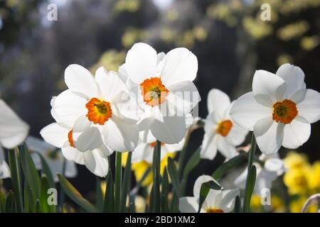 Un groupe de jonquilles de Browning Barrett sur un fond flou dans les jardins du parc Langley, Loddon, Norfolk Banque D'Images