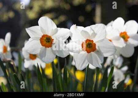 Un groupe de jonquilles de Browning Barrett sur un fond flou dans les jardins du parc Langley, Loddon, Norfolk Banque D'Images