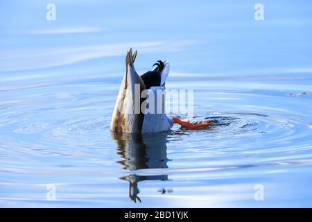 Canard colvert Anas platyrhynchos sous l'eau Banque D'Images