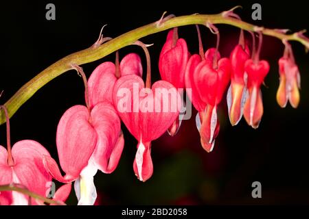 Lamprocapnos spectabilis bleeding heart Banque D'Images