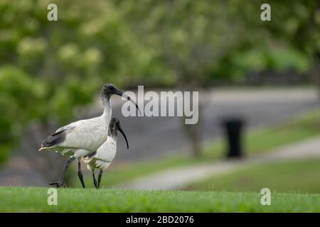 Deux Ibis blanc australien (Threskiornis molucca), un oiseau connu sous le nom de « poulet à la poubelle », marchant sur le terrain de cricket de l'école, Brisbane, Queensland, Australie. Banque D'Images