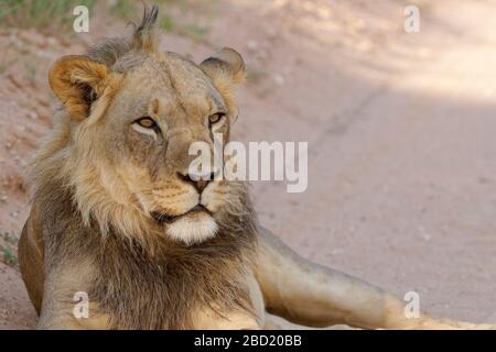 Lion noir (Panthera leo vernayi), homme adulte allongé sur le bord de la route, tir à la tête, Kgalagadi TransFrontier Park, Northern Cape, Afrique du Sud, Afrique Banque D'Images