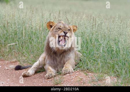 Lion noir (Panthera leo vernayi), homme adulte allongé sur le côté d'une route de terre, roaring, Kgalagadi TransFrontier Park, Northern Cape, Afrique du Sud Banque D'Images