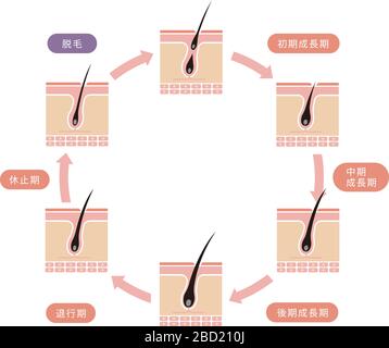 Illustration du cycle de cheveux normal Illustration de Vecteur