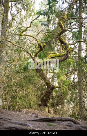 Ancienne pinède dans la forêt recouverte de mousse, verticale Banque D'Images
