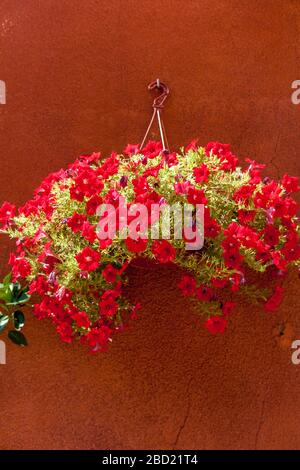 Panier de fleurs suspendu contre un mur peint en ocre à Roussillon, Provence Banque D'Images