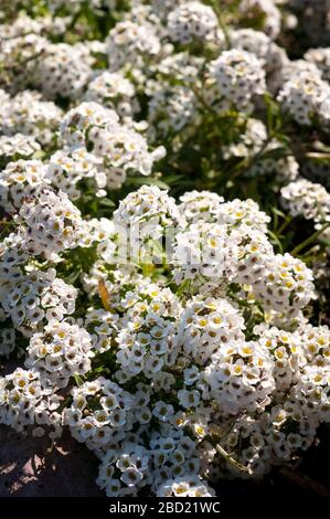 Fleurs blanches d'alyssum doux, Lobularia maritima. Banque D'Images