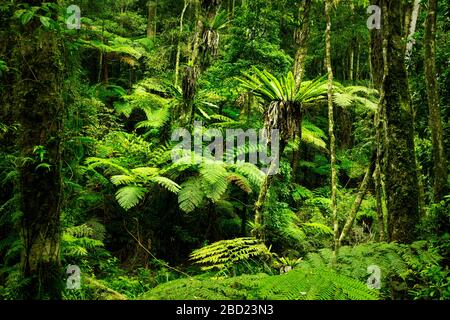 Forêt tropicale dans le parc national des Border Ranges. Banque D'Images