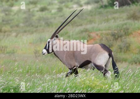 Gemsbok (Oryx gazella), homme adulte, marchant dans la grande herbe, Kgalagadi TransFrontier Park, Northern Cape, Afrique du Sud, Afrique Banque D'Images