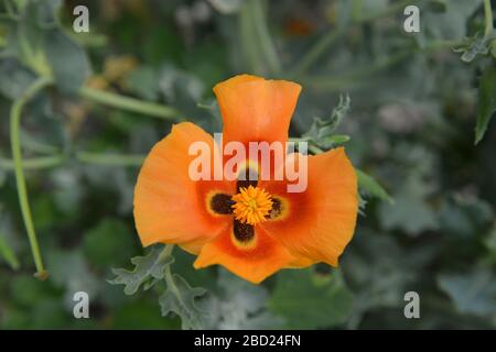 Fleur d'orange - gros plan de pavot glaucalcium ou corné. Banque D'Images