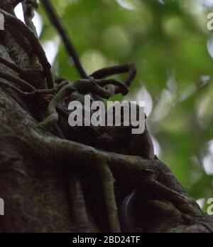 Deux tarsius sur un arbre dans le parc Tangkoko, Indonésie Banque D'Images