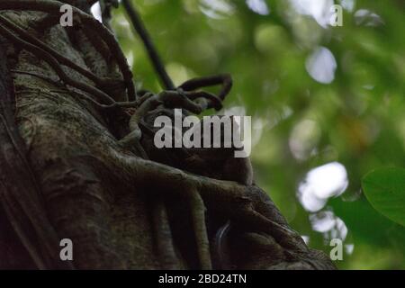 Deux tarsius sur un arbre dans le parc Tangkoko, Indonésie Banque D'Images