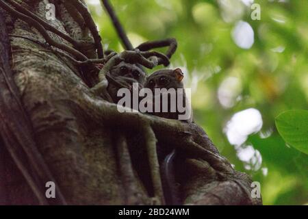 Deux tarsius sur un arbre dans le parc Tangkoko, Indonésie Banque D'Images