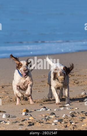 De jeunes Springer Spaniels énergiques qui s'ensuivent une balle sur la plage de Fistral à Newquay, en Cornwall. Banque D'Images