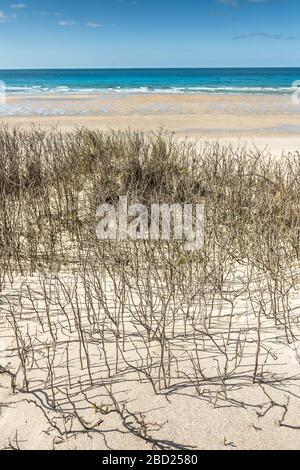 Végétation qui pousse sur le système de dunes de sable surplombant une plage de Fistral totalement déserte à Newquay, en Cornwall. Banque D'Images