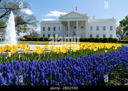 Les tulipes jaunes et la jacinthe de raisin encadrent la fontaine du Portico nord alors que les fleurs printanières fleurissent en profusion sur la pelouse nord de la Maison Blanche le 3 avril 2020 à Washington, DC. Banque D'Images