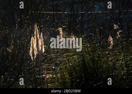 Pampas Grass Cortaderia selloana fleurs inflorescences rétro-éclairées par la lumière du soir. Banque D'Images