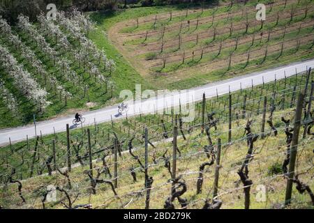 06 avril 2020, Bade-Wuerttemberg, Lauffen am Neckar: Deux cyclistes se prennent au bord d'un vignoble. Photo: Marijan Murat/dpa Banque D'Images