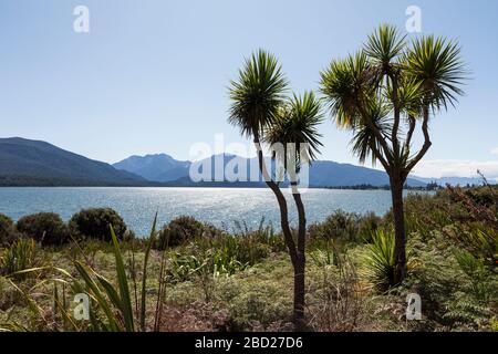 Les choux de Nouvelle-Zélande qui poussent à côté du lac te Anau, parc national de Fiordland, île du Sud, Nouvelle-Zélande Banque D'Images