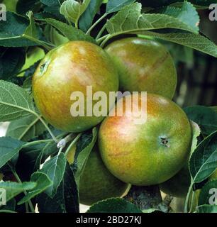 Mûres mûres de pommes et de feuilles de cox vert et rouge sur un verger, Oxfordshire, septembre Banque D'Images