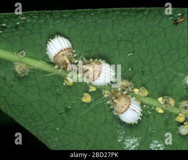 L'insecte à écaille de coussin de cottonie (Icerya achelasi) ravageur adultes et juvéniles sur une feuille Banque D'Images