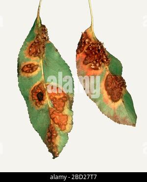 Pustules de rouille de la poire (Gymnosporangium fuscum) et dommages sur la surface inférieure des feuilles de poire Banque D'Images